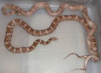 Ext-Blood-Anery2012 006cs.jpg