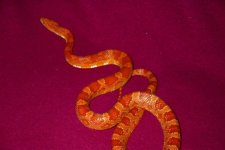 red-albino-corn-pic.jpg