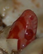 EggTooth_edited-1.jpg