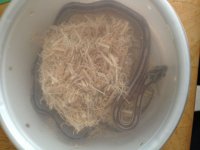 new snake 1 (800x600).jpg new snake 1 (800x600).jpg