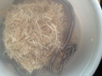new snake 2 (800x600).jpg new snake 2 (800x600).jpg