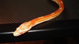 Snake2 head neck copy800x600.jpeg