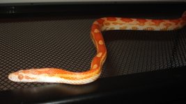 Snake2 half body copy800x600.jpg