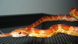 Snakey neck tongue copy800x600.jpg