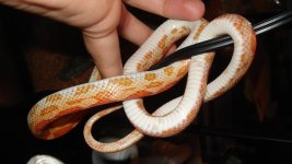 Snake2 belly copy800x600.jpeg