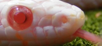 2012bloodXcreme 013cs1.jpg