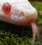 2012bloodXcreme 015cs2.jpg