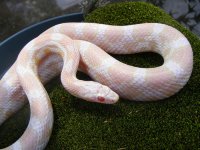 2012bloodXcreme 007cs3.jpg