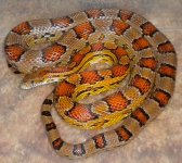015 (2)silber.jpg