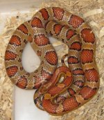 20110118_93tane.jpg