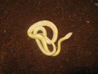 snakes1 039.JPG