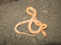 camera mem card one 210.JPG