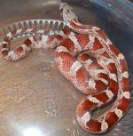 CIR015-Ate10.jpg