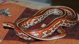 IMG_3453.JPG