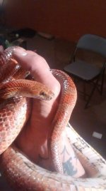 11039497_727349524052106_849801057_n.jpg 11039497_727349524052106_849801057_n.jpg