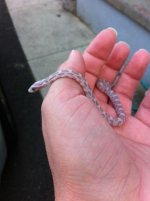 itty bitty 1.jpg
