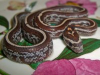 Daisy Baby D-2.jpg