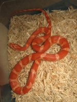 snakes1 017.JPG