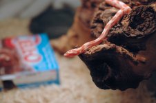 MrSnakey 8.jpg