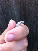 itty bitty 5.jpg