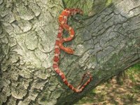 outside snake shots 029.JPG
