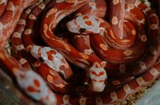 Hypo Bloodred 2008.jpg