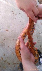IMAG1718 (299x500).jpg