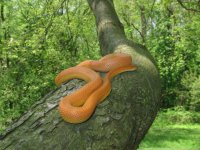 outside snake shots 024.JPG