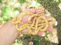 outside snake shots 004.JPG