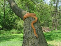 outside snake shots 023.JPG