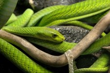 serpentarium 4.jpg
