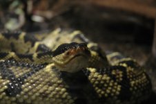 serpentarium 11.jpg