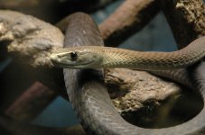 serpentarium 12.jpg