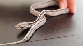 Anery tessera stripe side 800.jpg