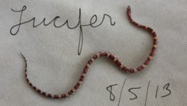 Lucifer (800x456).jpg