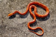 Hypo Fire B Jan 2013-8.jpg