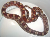Suri Baby C-3.jpg