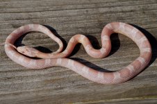 Hypo Av J Jan 2013-9.jpg