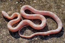 Hypo Av J Jan 2013-5.jpg