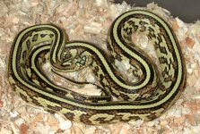 4833JungleCornMBody7-5-01JPG.jpg