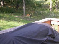 My Cornsnakes 065.jpg