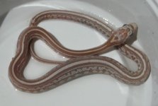 lavtessera.jpg