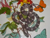Daisy Baby F-3.jpg