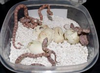 orchid pips.jpg