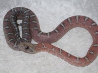 Scaleless 2014 hatched (2).jpg