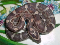 Daisy Baby P-1.jpg