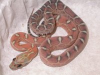 Scaleless 1st. shed.jpg