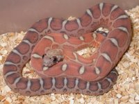 Scaleless 2nd. shed.jpg