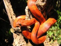 Napalm & Stump 5.jpg