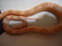 DSC00624 (800x600).jpg